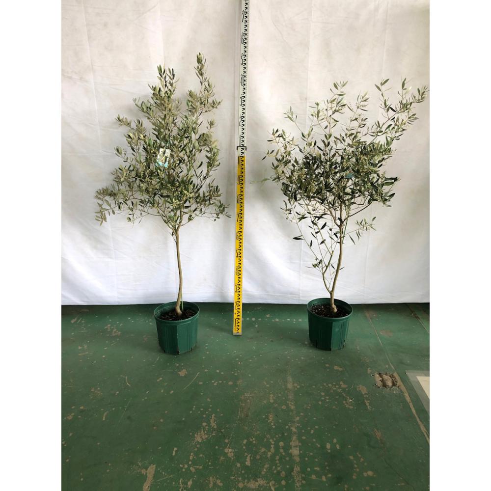 オリーブ　１．５ｍ