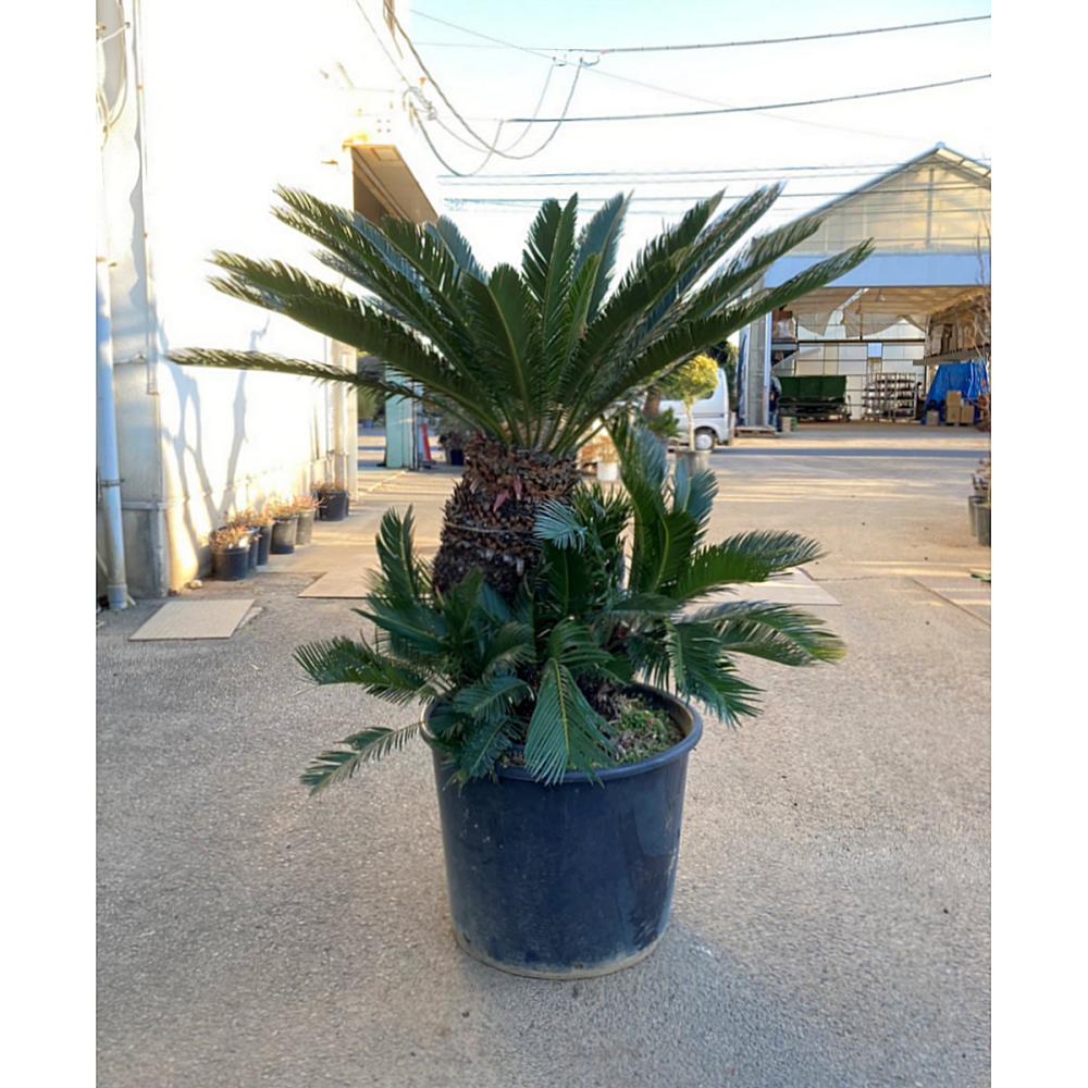 【庭木】ソテツ　高さ約１．０ｍ