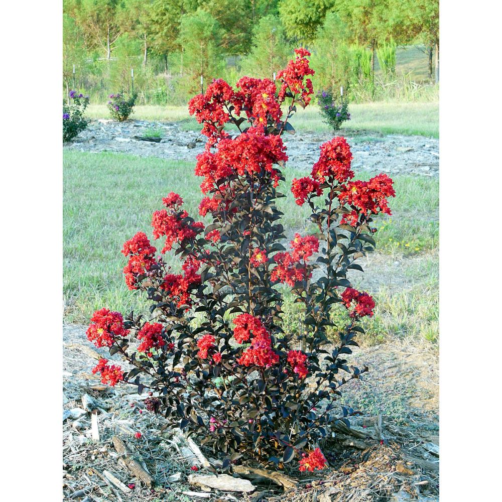 サルスベリブラックパール