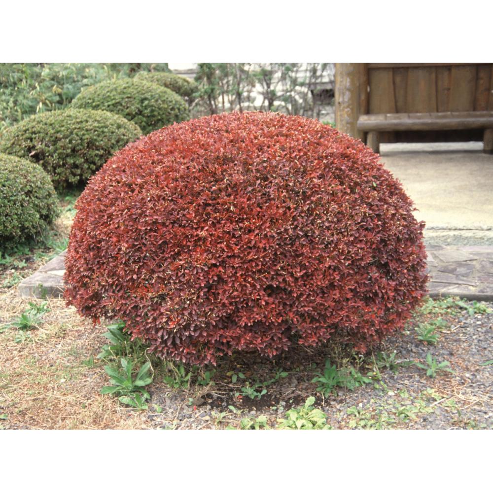 ドウダンツツジ