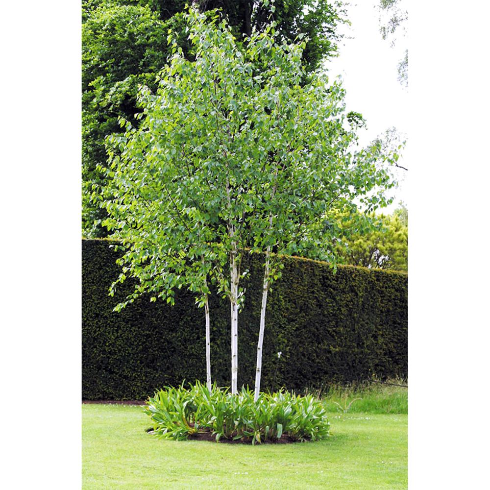 シラカバ　ジャクモンティ