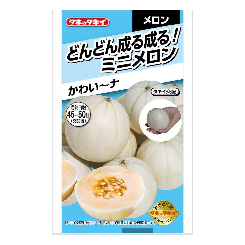 メロン種子　どんどん成る成る！ミニメロン　かわい～ナ