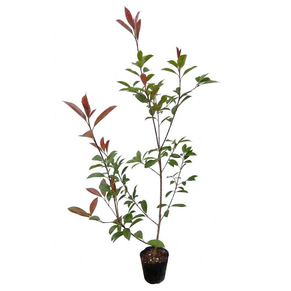 【予約商品】　ベニカナメ　レッドロビン　高さ８０ｃｍ　【申込期限：９月２７日】【引渡予定日：１０月１０日～１８日】