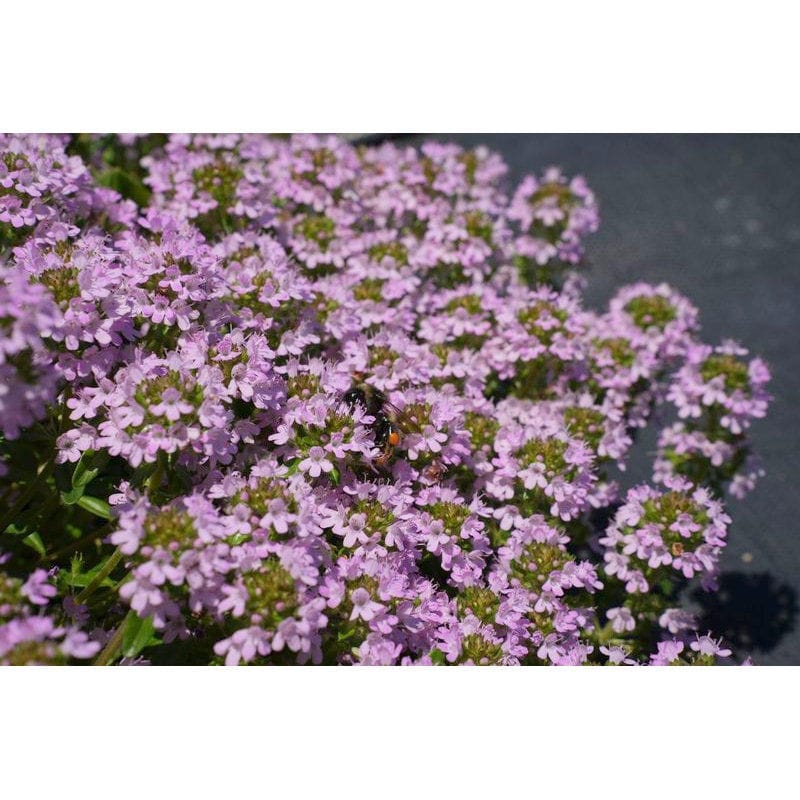 【春予約】　タイム　セントグレード　９ｃｍ　【引渡予定日：５／２３（土）～３１（日）】