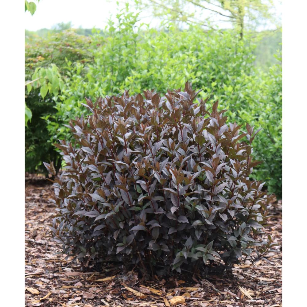 ディエルヴィラ　ビーハッピー　ショコラ　１１ｃｍ