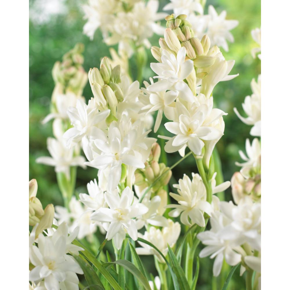 【春予約】　チューベローズ　八重咲　白花種　２球　【引渡予定日：４／４（土）～１２（日）】