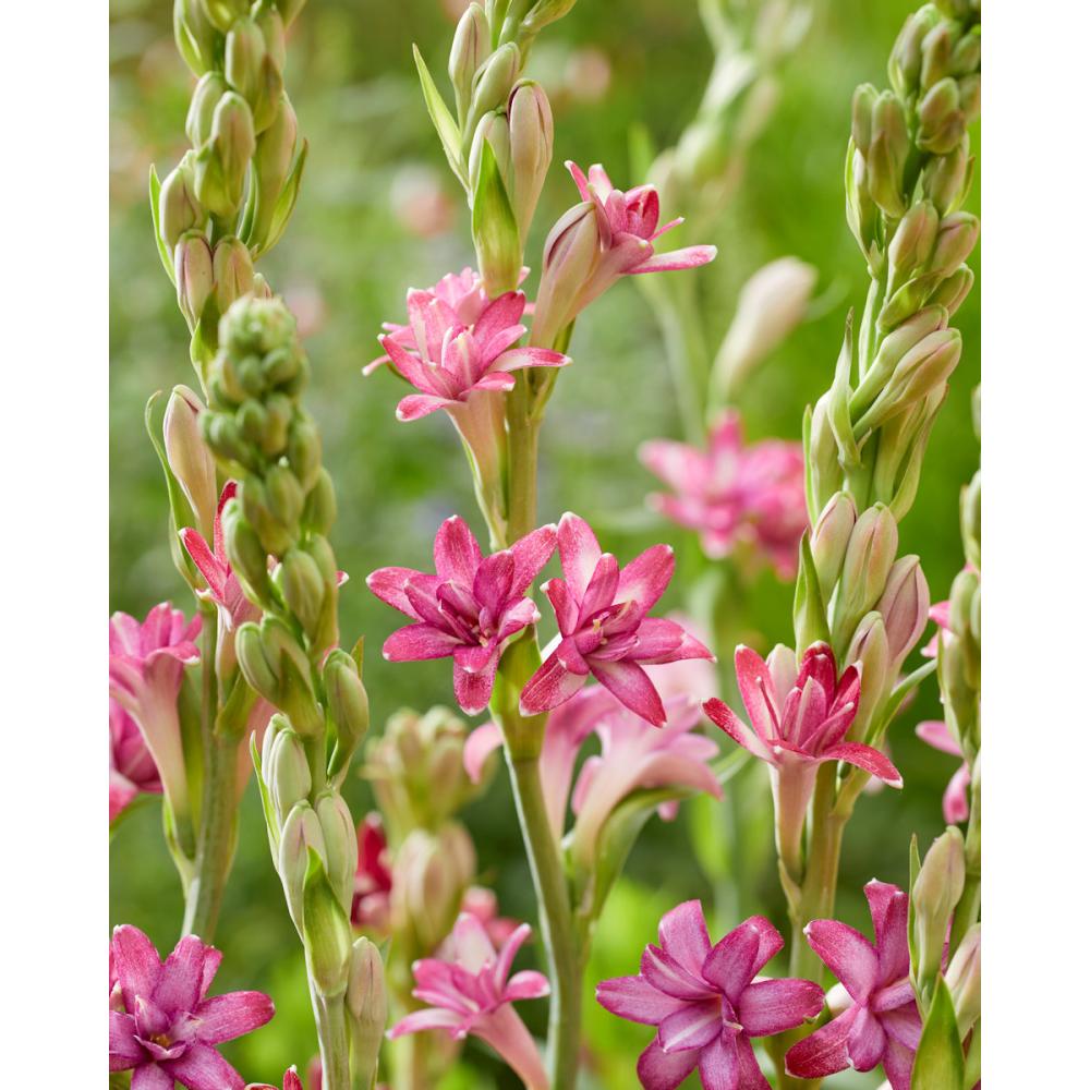 【春予約】　チューベローズ　八重咲　桃花種　１球　【引渡予定日：４／４（土）～１２（日）】