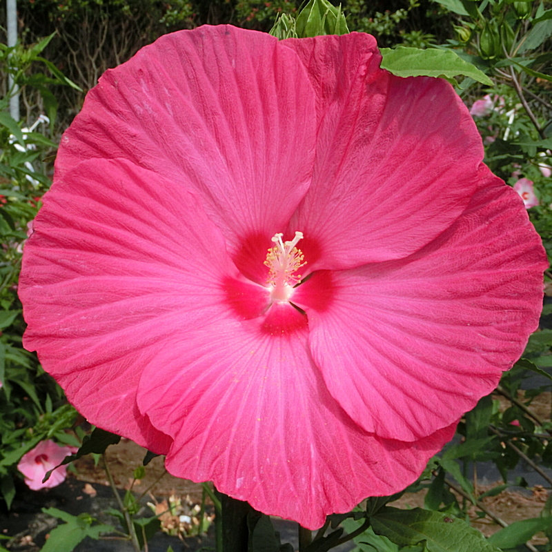 【春予約】　タイタンビカス　ジュノー　【引渡予定日：４／２５（土）～５／４（日）】