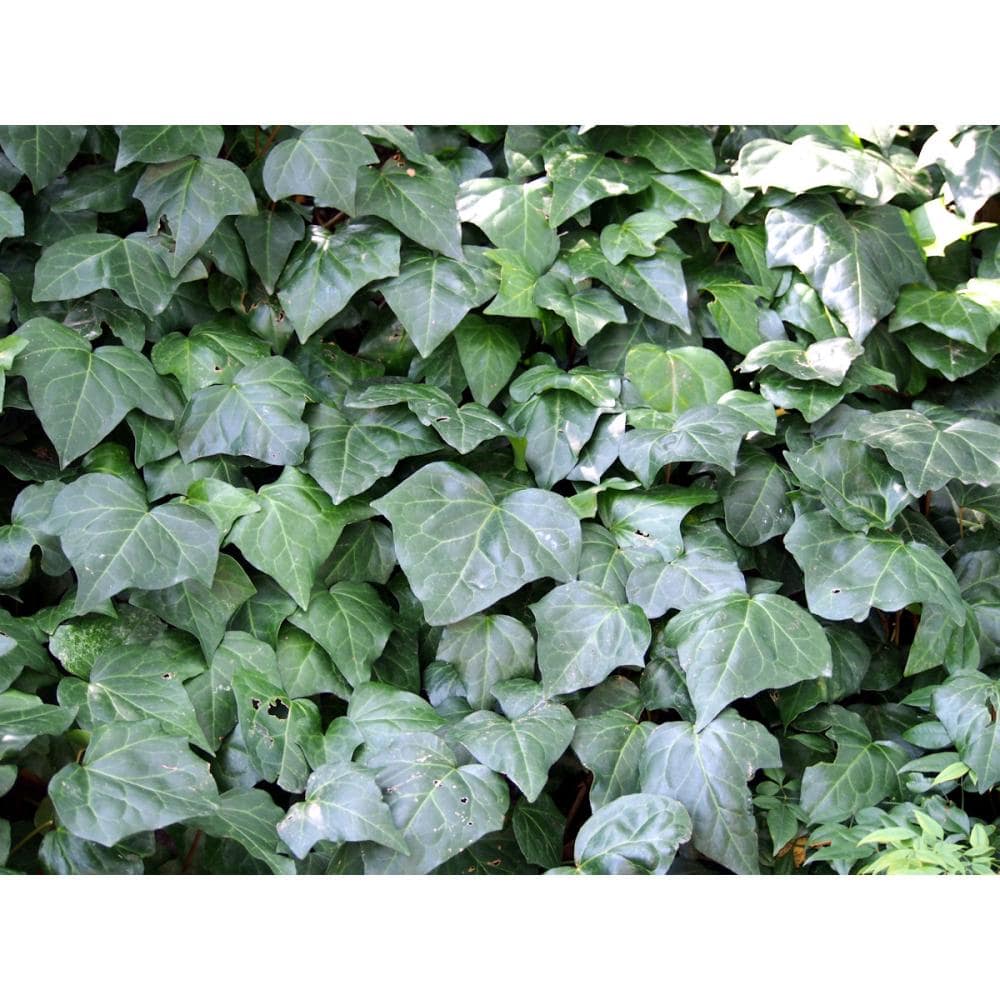 オカメツタ　１２ポットセット