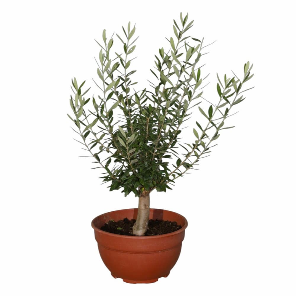 【卒入学予約】　オリーブ　チプレシーノ　直径３ｃｍ　高さ３０ｃｍ　【申込期限：３月１５日】