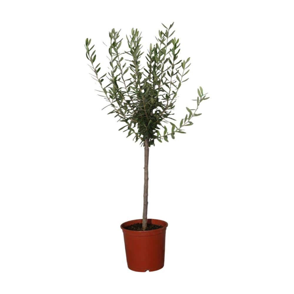 【卒入学予約】　オリーブ　チプレシーノ　直径３ｃｍ　高さ５０ｃｍ　【申込期限：３月１５日】