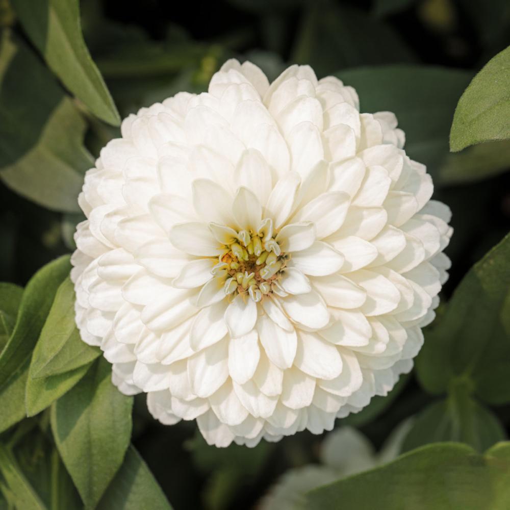 【予約商品】　花色彩ジニア　ジーデコ　ホワイト　４８ポット単位　【申込期限：１２月３１日】