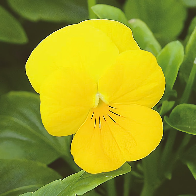 【植栽予約】　花色彩ビオラ　ペニー　イエロー　５６ポット単位　【申込期限：５月３１日】