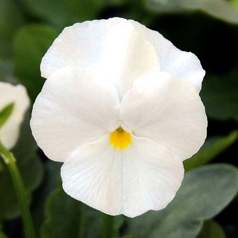【植栽予約】　花色彩ビオラ　ペニー　ホワイト　５６ポット単位　【申込期限：５月３１日】
