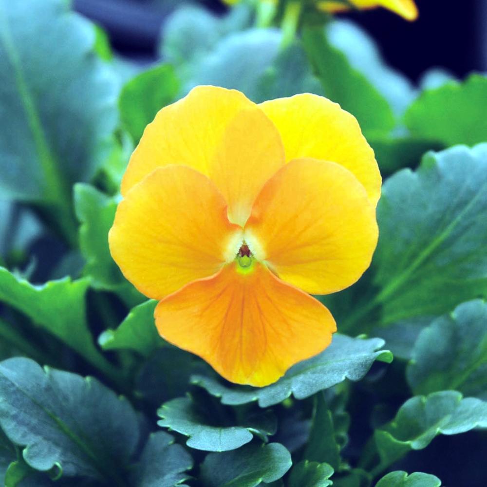 【植栽予約】　花色彩ビオラ　ペニー　オレンジ　５６ポット単位　【申込期限：５月３１日】