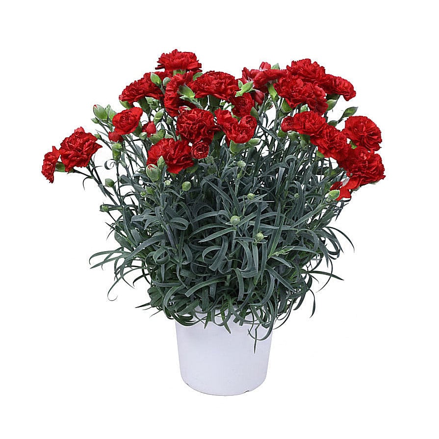 【母の日ギフト・店頭受取限定】　カーネーション　１５ｃｍ　赤　バスケット　【申込期限：４月１２日】【お引渡し予定日：５月２日～１０日】