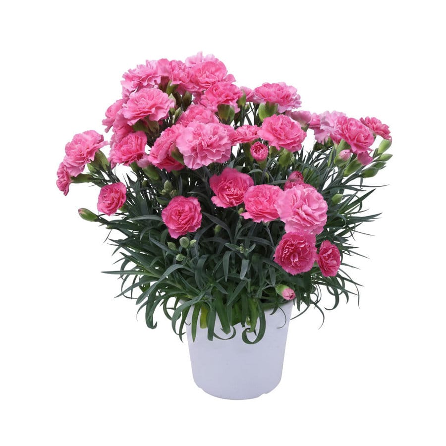 【母の日ギフト・店頭受取限定】　カーネーション　１５ｃｍ　ピンク　バスケット　【申込期限：４月１２日】【お引渡し予定日：５月２日～１０日】