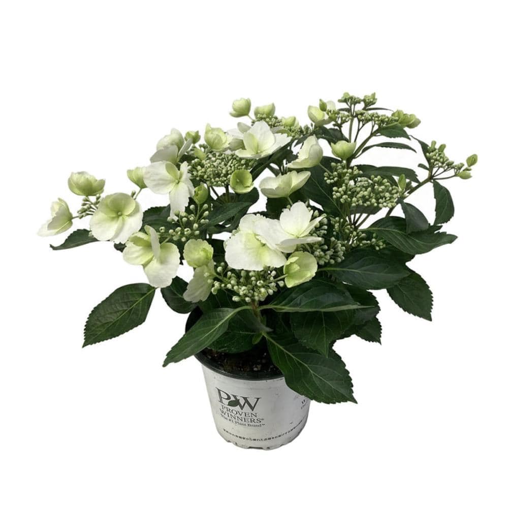 【母の日ギフト・店頭受取限定】　ラグランジア　ブライダルシャワー　バスケット　【申込期限：４月１２日】【お引渡し予定日：５月２日～１０日】