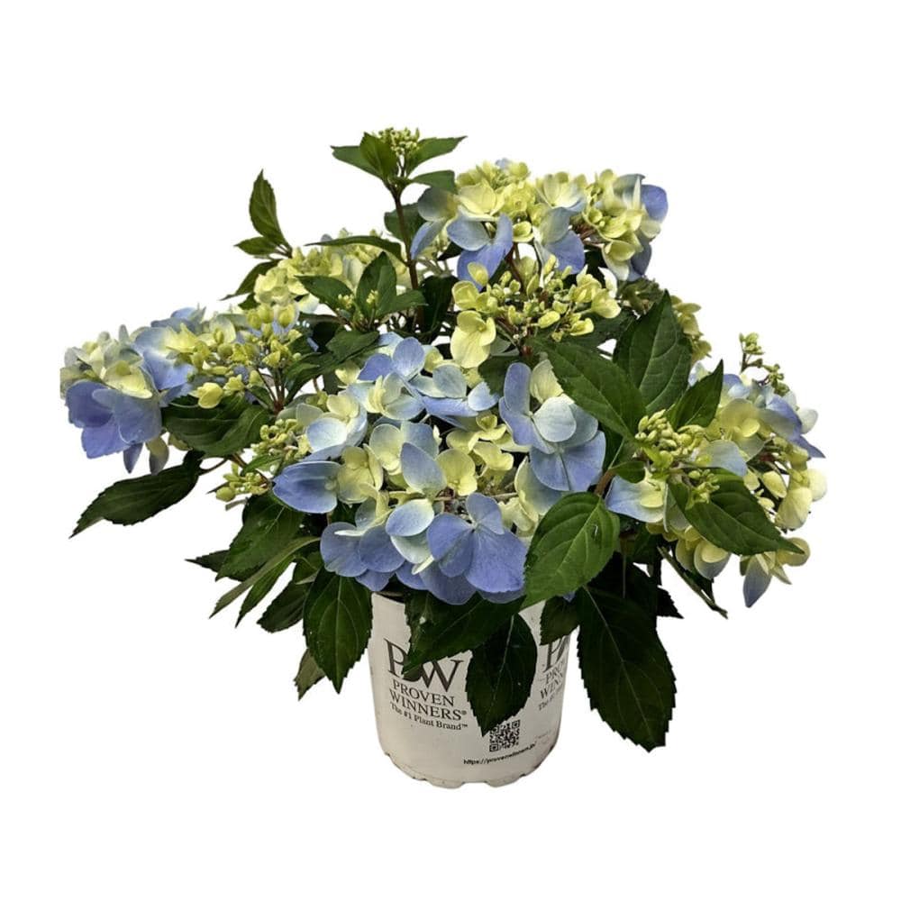 【母の日ギフト・店頭受取限定】　ラグランジア　クリスタルヴェール２　バスケット　【申込期限：４月１２日】【お引渡し予定日：５月２日～１０日】