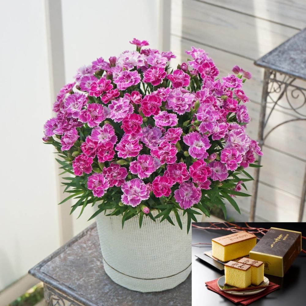 【母の日ギフト】　カーネーション　ｓａｋｕｒａ＆カステラ　【申込期限：５月６日】【お届け予定日：５月７日～１０日】