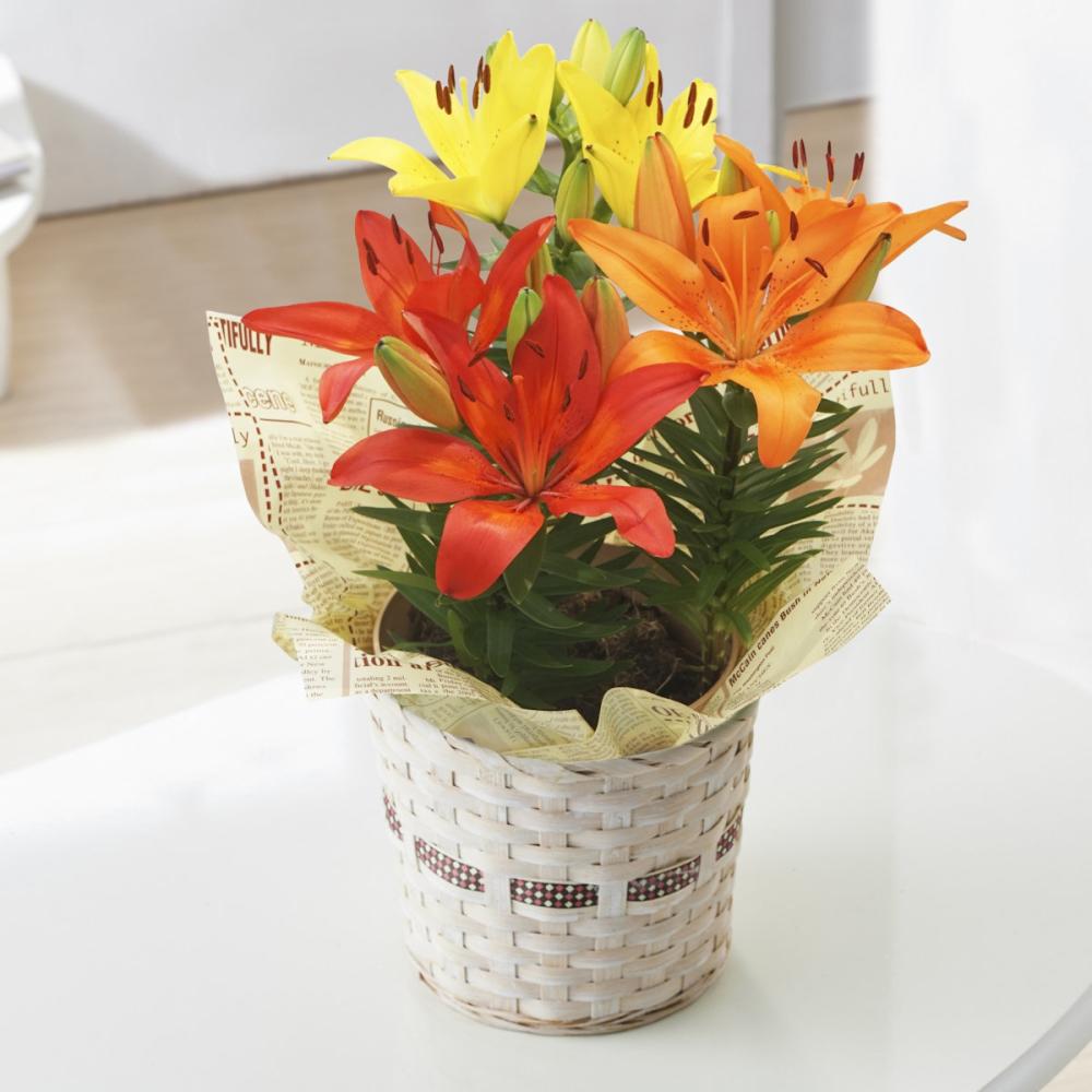 【母の日ギフト】　ユリ　ビタミンミックス　５号鉢　【申込期限：５月６日】【お届け予定日：５月７日～１０日】