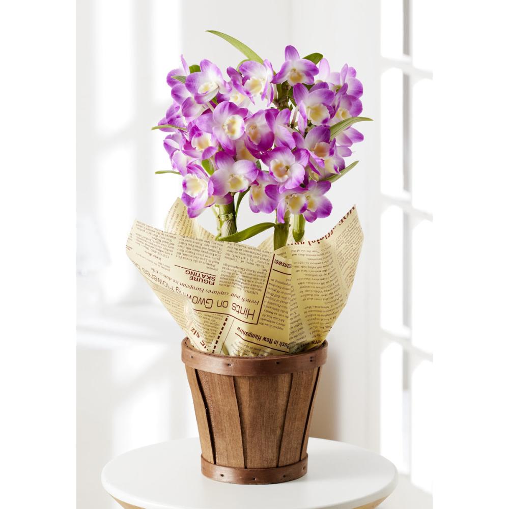 【母の日ギフト】　デンドロビウム　コーラルドロップ　４号鉢　【申込期限：５月６日】【お届け予定日：５月７日～１０日】