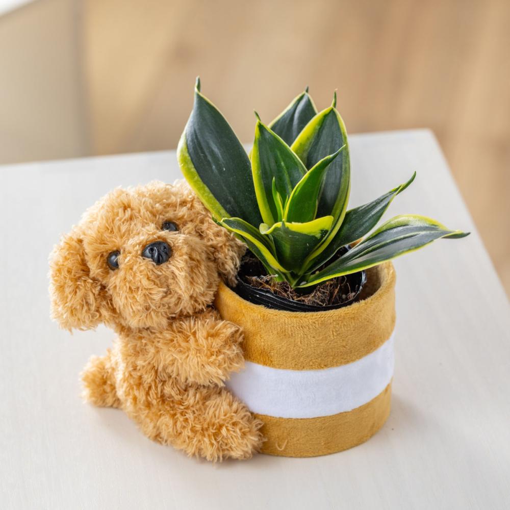 【父の日ギフト】　サンスベリア　ハニー　２号わんこポット　【申込期限：６月１７日】【お届け予定日：６月１８日～２１日】