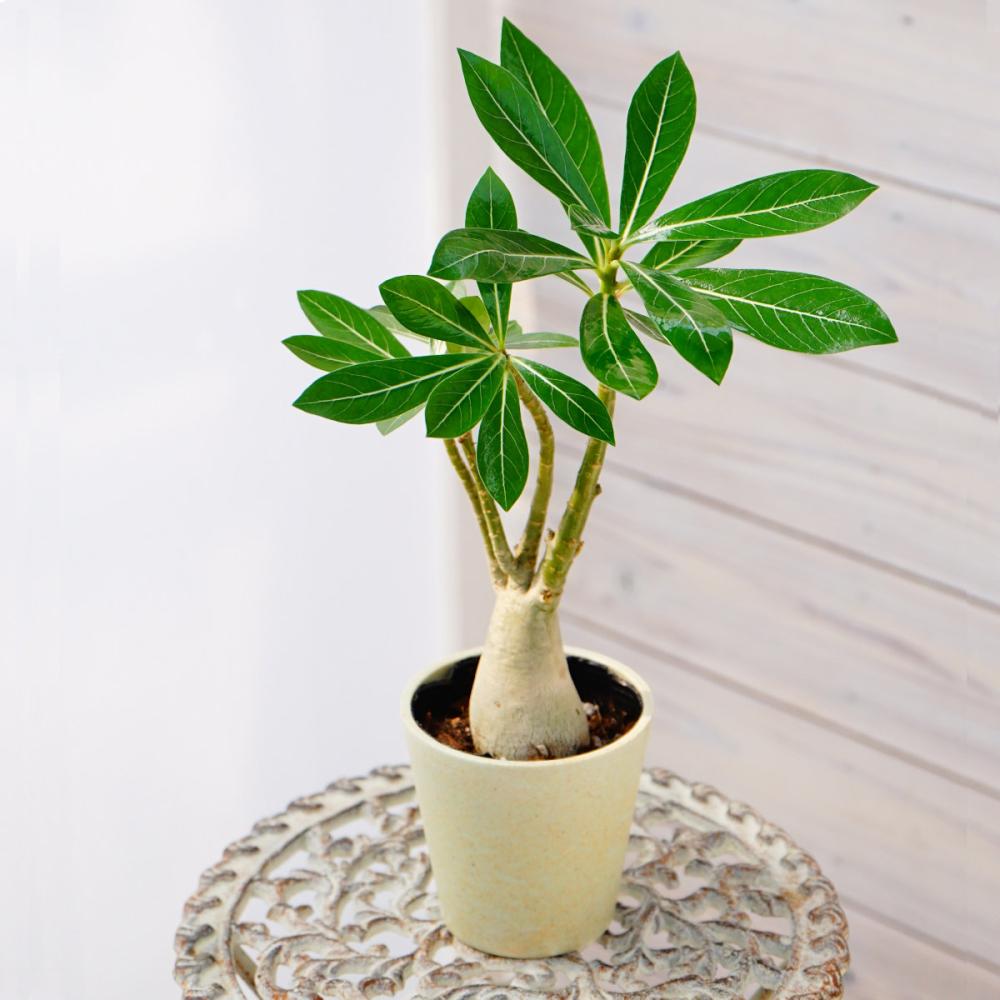 【父の日ギフト】　アデニウム　３号鉢　【申込期限：６月１７日】【お届け予定日：６月１８日～２１日】