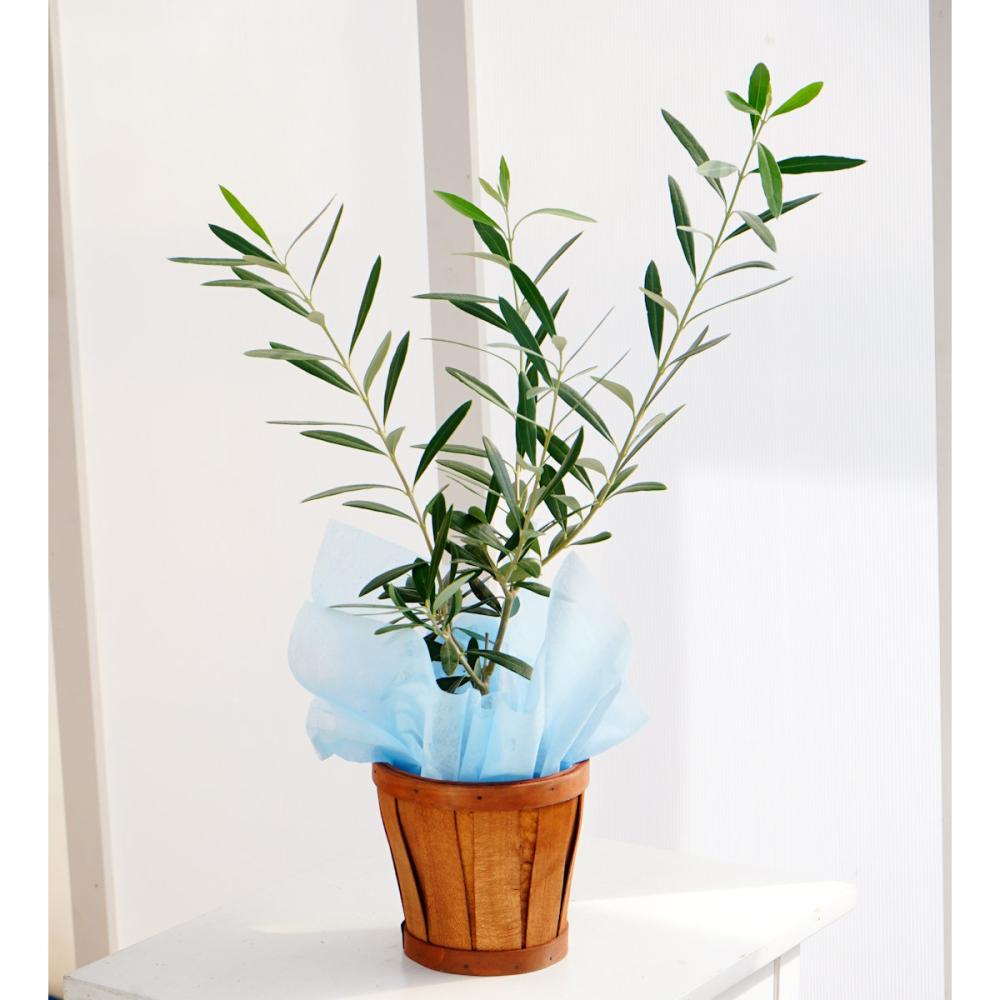 【父の日ギフト】　オリーブの木　３．５号鉢　【申込期限：６月１７日】【お届け予定日：６月１８日～２１日】