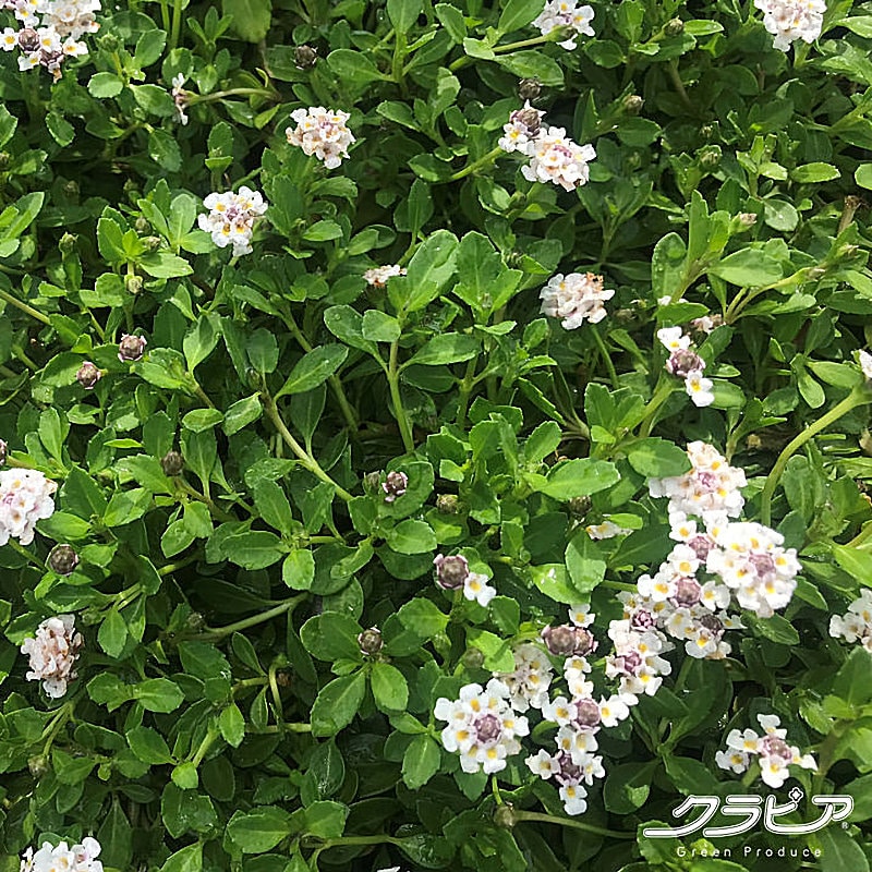 【宅配専用】　クラピア「Ｋ５」　４０ポットセット