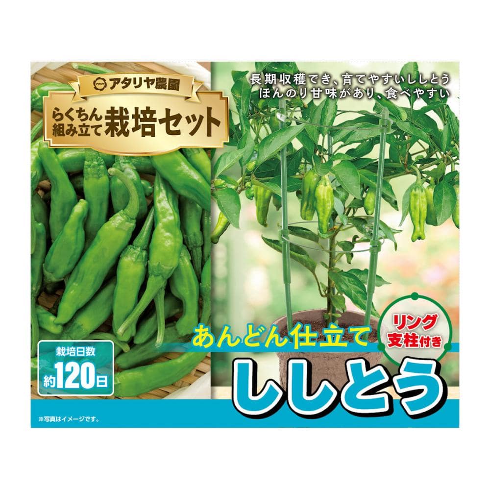 アタリヤ農園　支柱つき栽培セット　ししとう