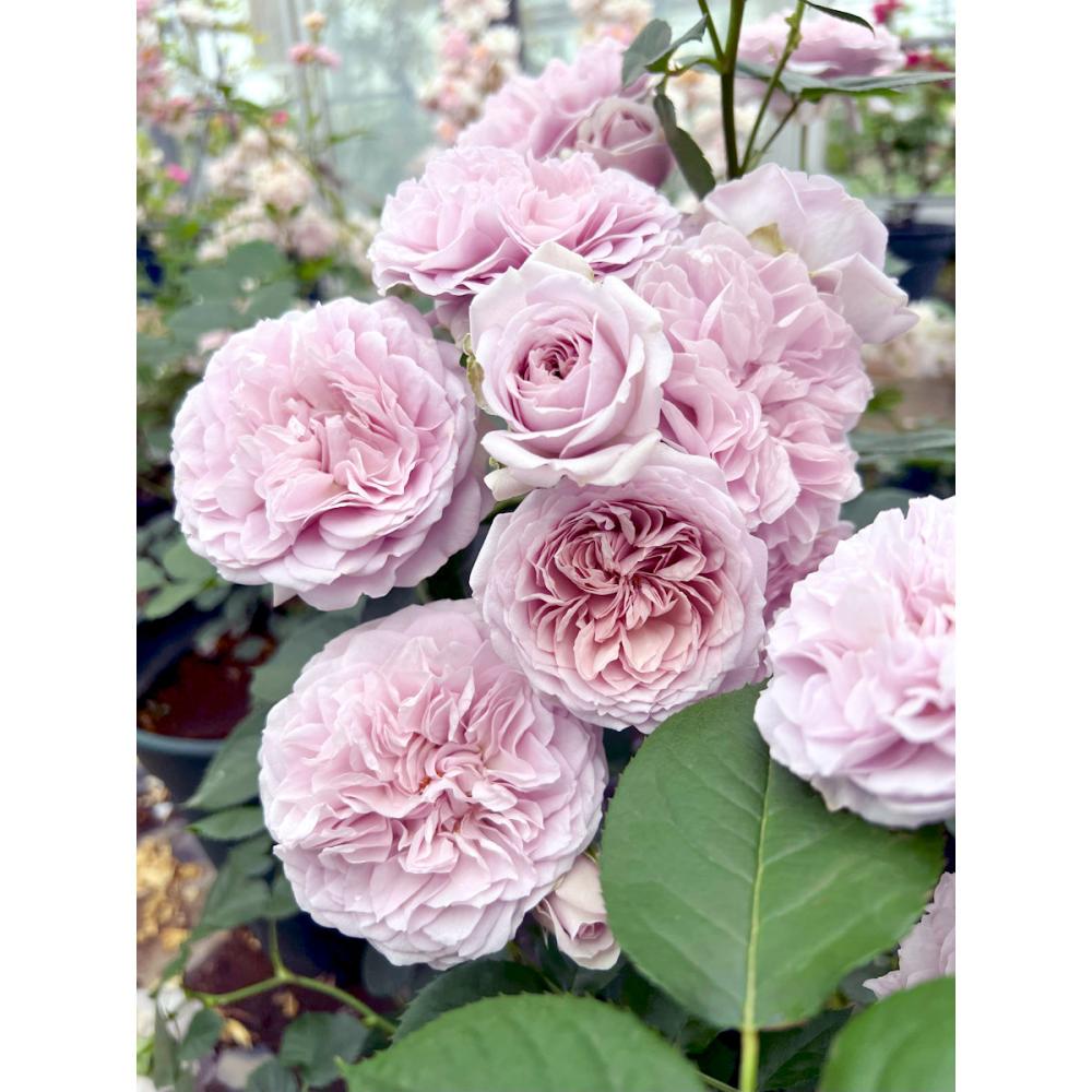 【バラ新苗予約】　ル・ソワール　【申込期限：５月３日】【お引渡し予定日：５月１６日～２４日】