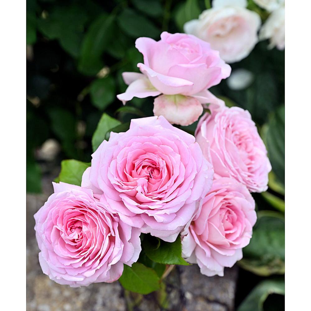 【バラ新苗予約】　アローム・ディヴァン　【申込期限：５月３日】【お引渡し予定日：５月１６日～２４日】