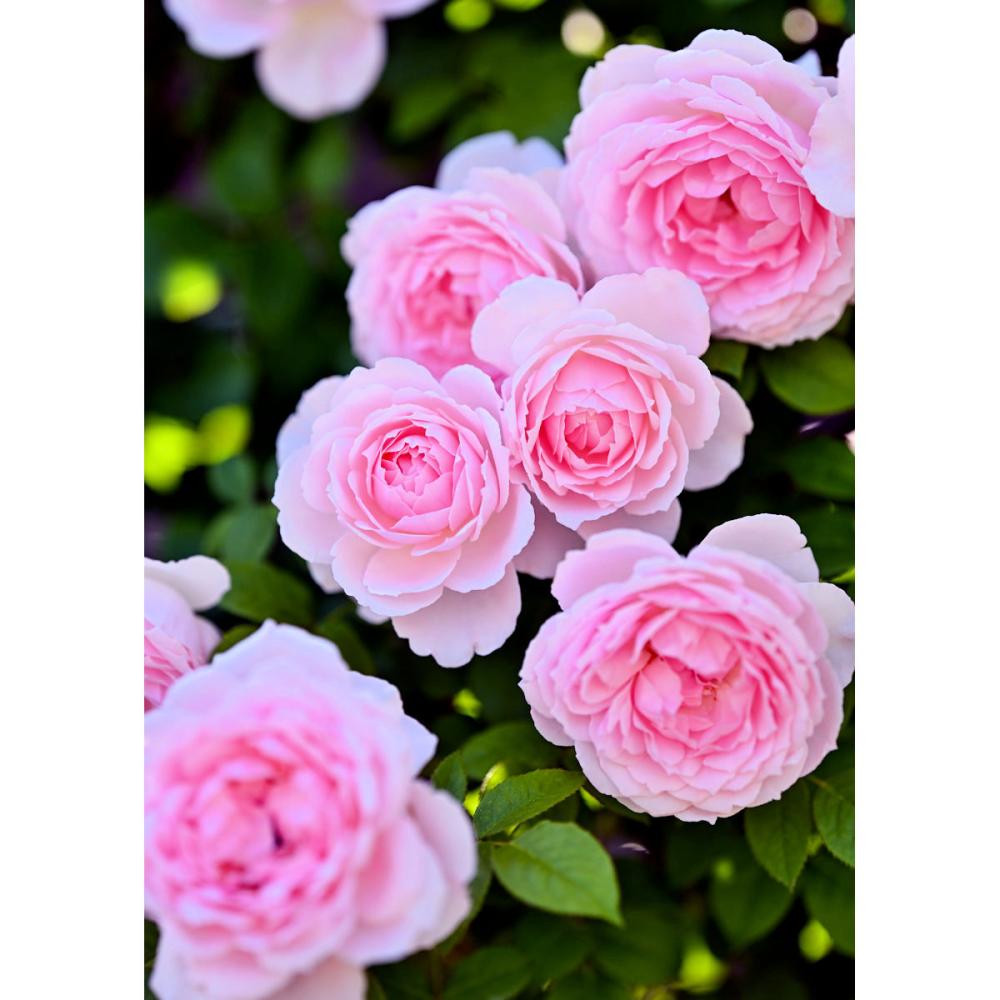 【バラ新苗予約】　ベル・ドゥ・プロヴァンス　【申込期限：５月３日】【お引渡し予定日：５月１６日～２４日】