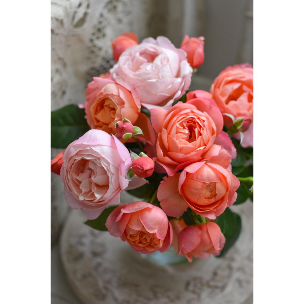 【バラ新苗予約】　タルト・アブリコ　【申込期限：５月３日】【お引渡し予定日：５月１６日～２４日】