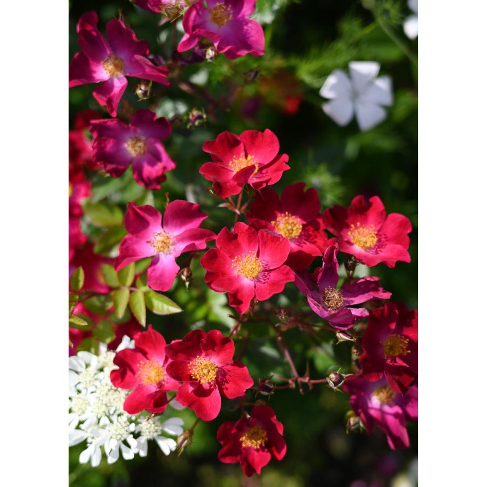 【バラ新苗予約】　カネット　【受付期限：５月３日】