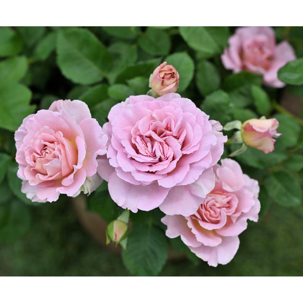 【バラ新苗予約】　フリゼ　【申込期限：５月３日】【お引渡し予定日：５月１６日～２４日】