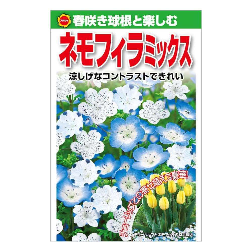 アタリヤ農園　ネモフィラ　ミックス