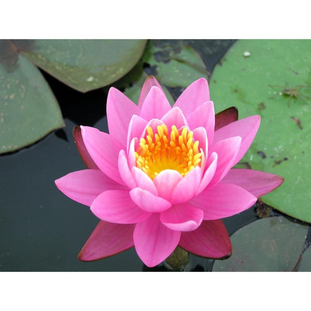 【予約商品】　温帯スイレン　ファイヤークレスト　１１ｃｍ　【申込期限：５月３１日】【引渡予定日：６月１３日～２１日】