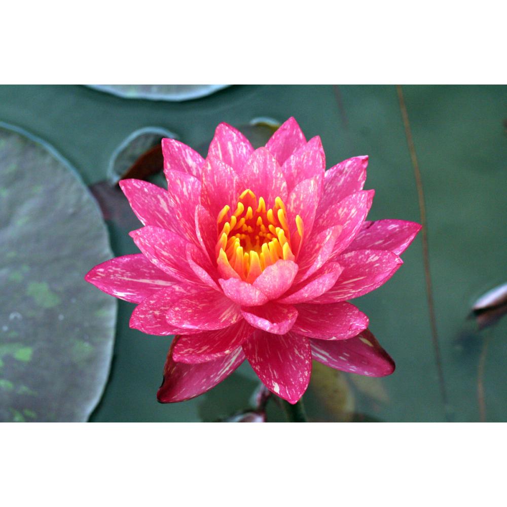 【予約商品】　温帯スイレン　ワンビサ　１１ｃｍ　【申込期限：５月３１日】【引渡予定日：６月１３日～２１日】