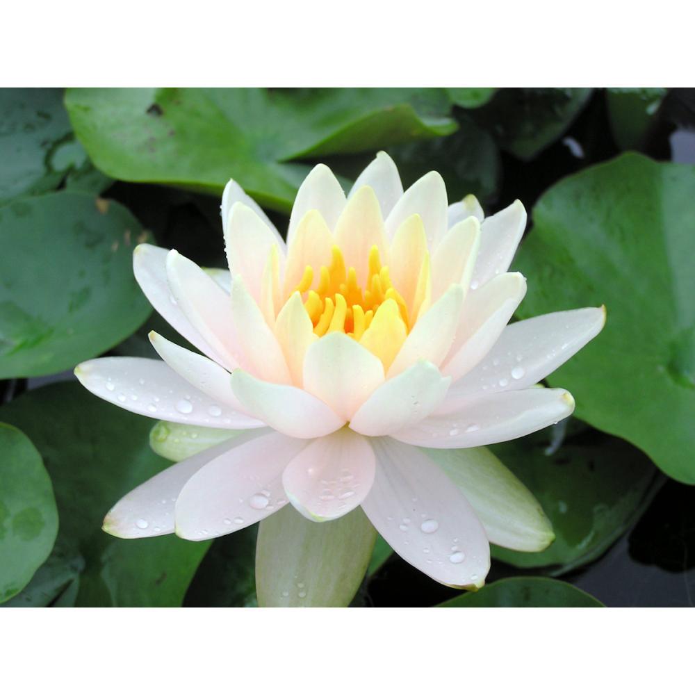 【予約商品】　温帯スイレン　ピーチアンドクリーム　１１ｃｍ　【申込期限：５月３１日】【引渡予定日：６月１３日～２１日】