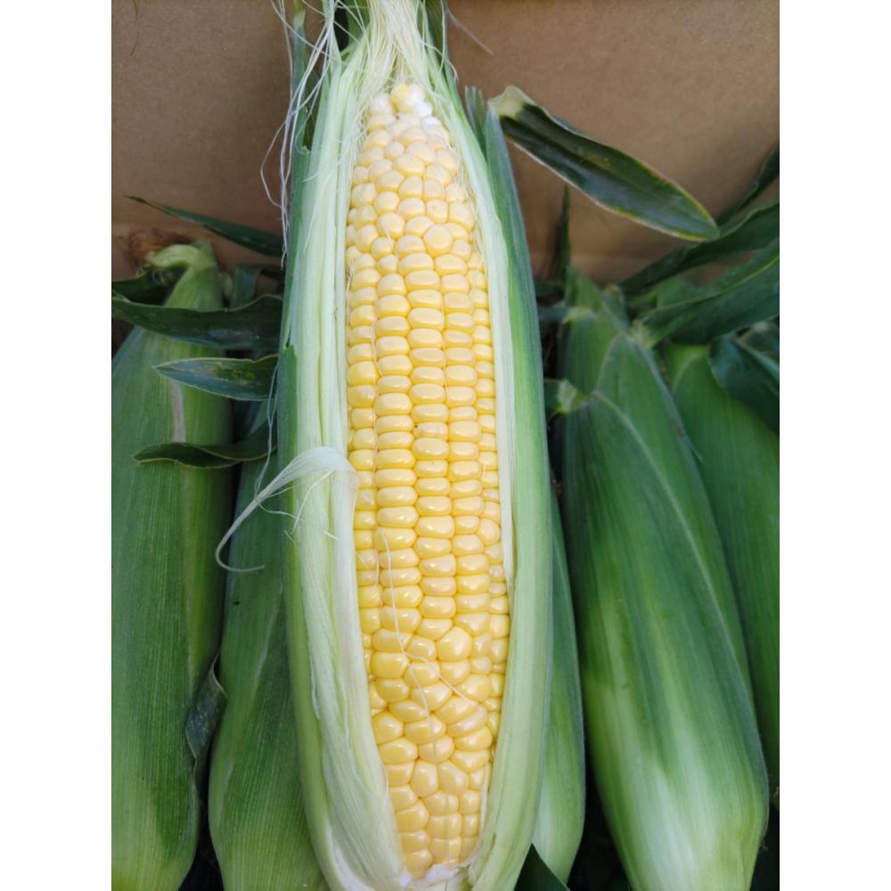 群馬県嬬恋産　とうもろこし　約５ｋｇ（２Ｌ１０本入）９月出荷