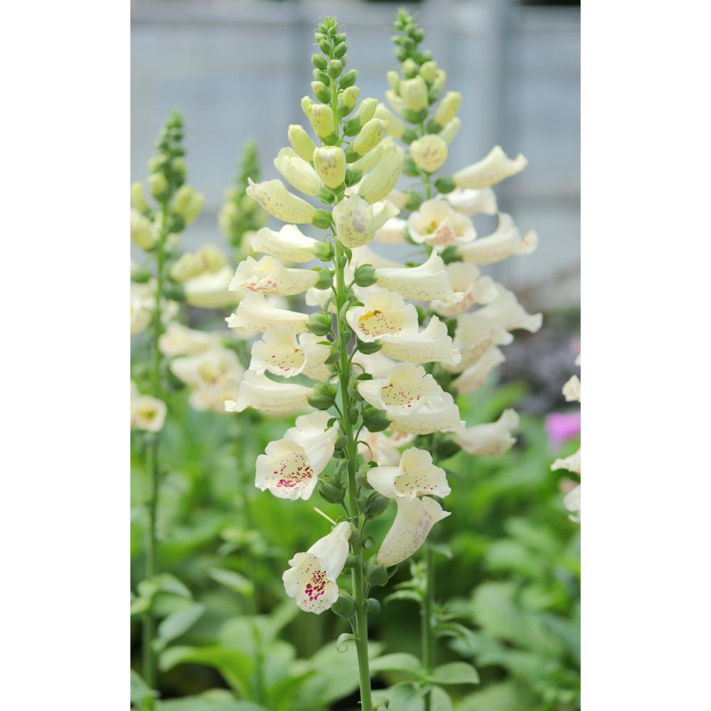 【秋予約】　ジギタリス　フォクシービー　クリーム　１０．５ｃｍポット　【申込期限：１０月１８日】【引渡予定日：１１月１４日～２２日】