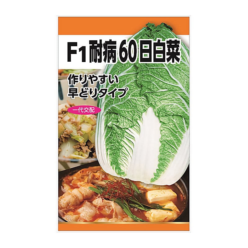 ニチノウのタネ　ハクサイ種子　耐病６０日白菜