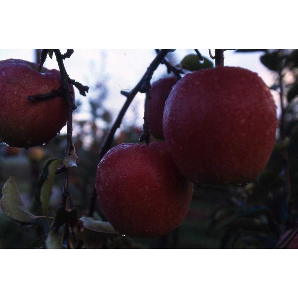 岩手県産　紅いわて　家庭用約３ｋｇ