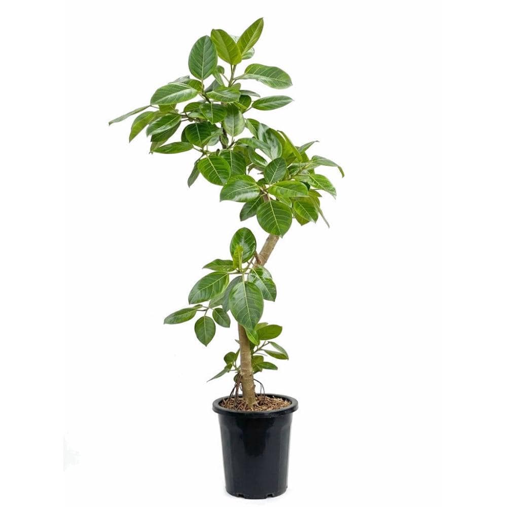 観葉植物 ユッカ 幹太 大型 鉢植え 大型観葉】 ドラセナ ユッカ 8号鉢 の通販 | ホームセンター コメリ