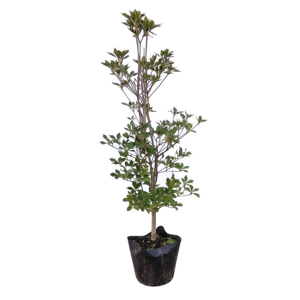 【予約商品】　ドウダンツツジ　高さ５０ｃｍ　【申込期限：９月２７日】【引渡予定日：１０月１０日～１８日】