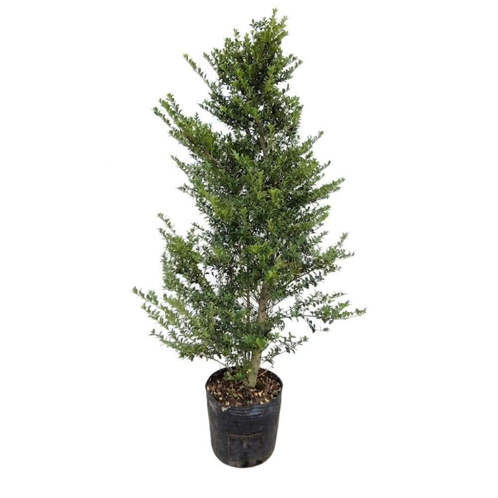 【予約商品】　金芽ツゲ　立　高さ８０ｃｍ　【申込期限：９月２７日】【引渡予定日：１０月１０日～１８日】