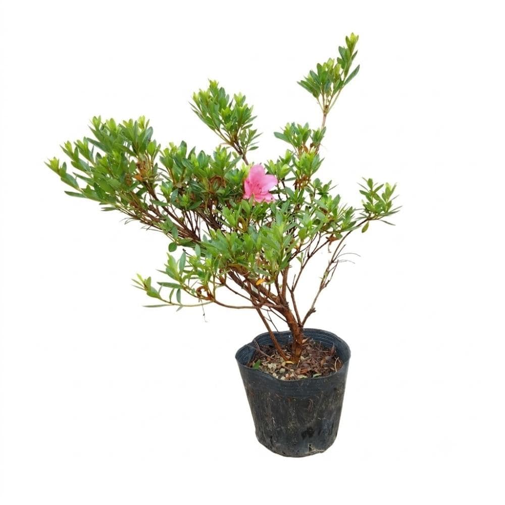 【予約商品】　サツキ　大盃　幅２０ｃｍ　【申込期限：９月２７日】【引渡予定日：１０月１０日～１８日】