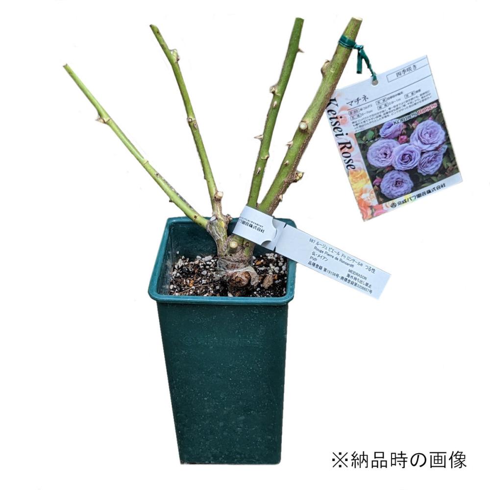 バラ予約】 バラ大苗 花雫（はなしずく） 【申込期限：2月21日】 の